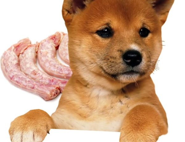 are chicken necks good for dogs