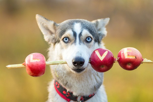 Can dogs eat apples with skin