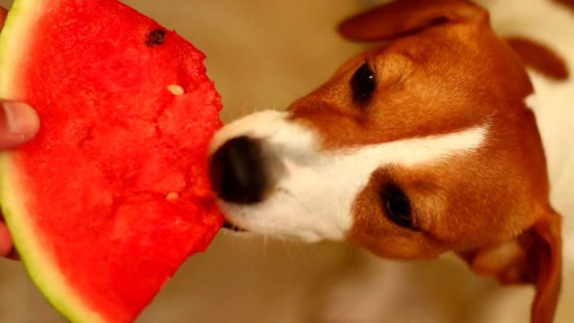 feed your dog to eat watermelon and strawberries