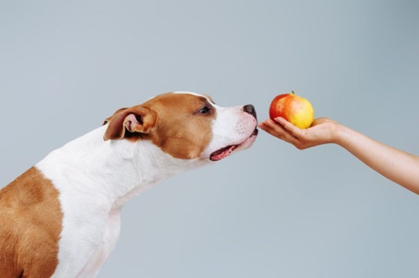 Can dogs eat green and red apples