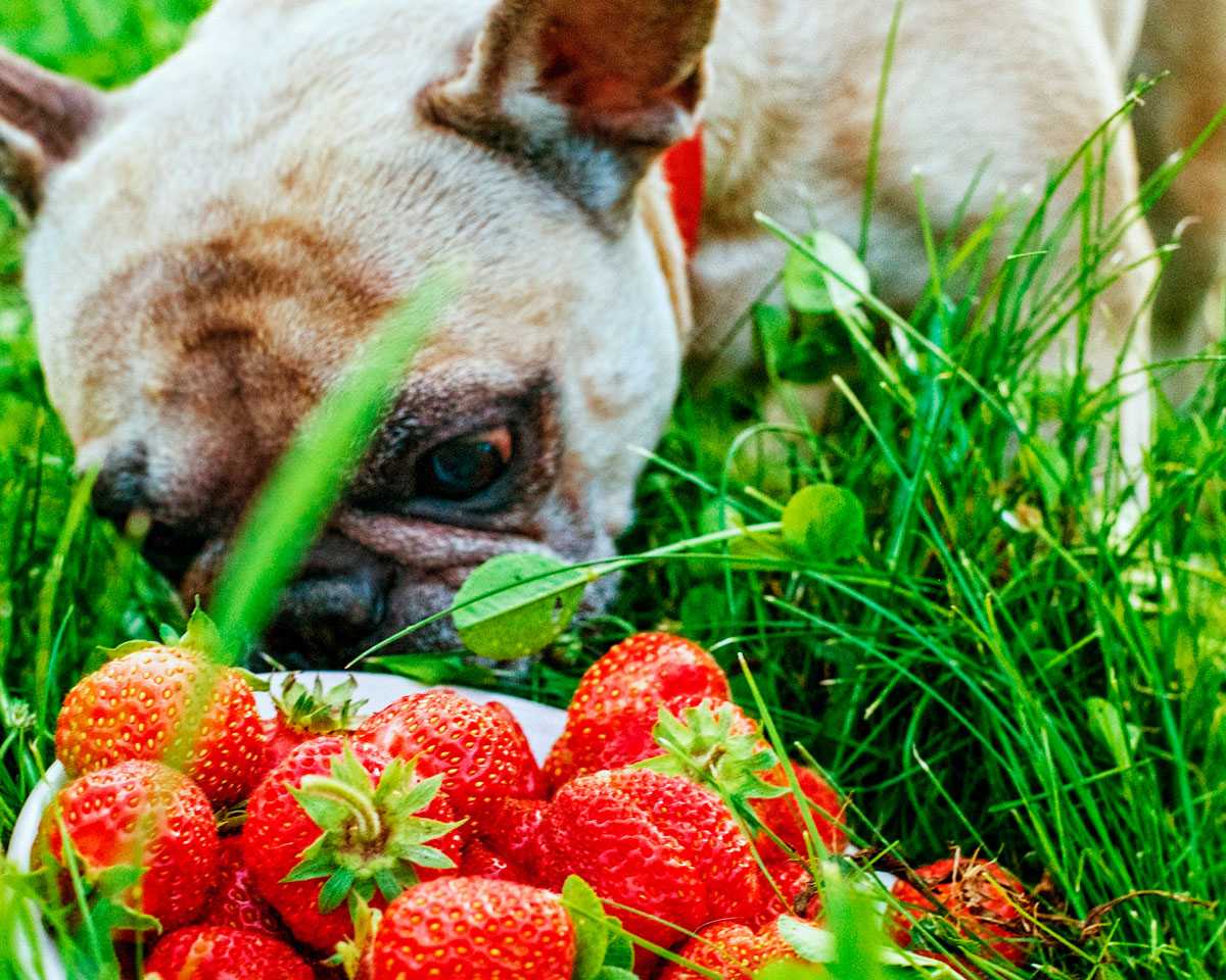 Can dogs eat freeze dried strawberries