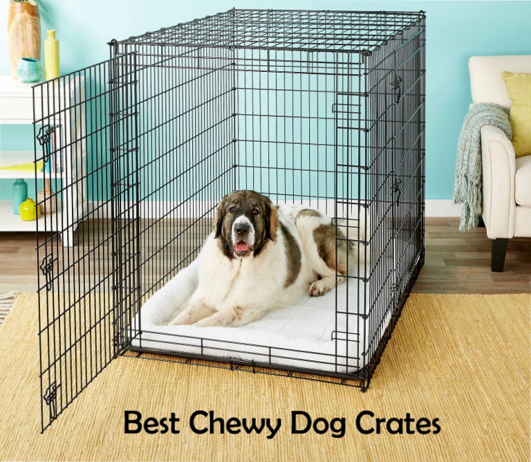 Best Chewy dog crates for small and large dogs