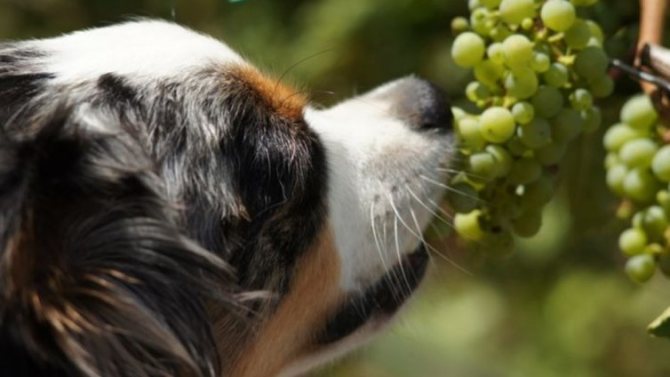 can dogs eat green grapes