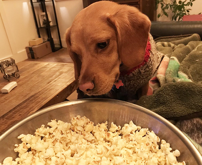 Why shouldn't dogs eat popcorn