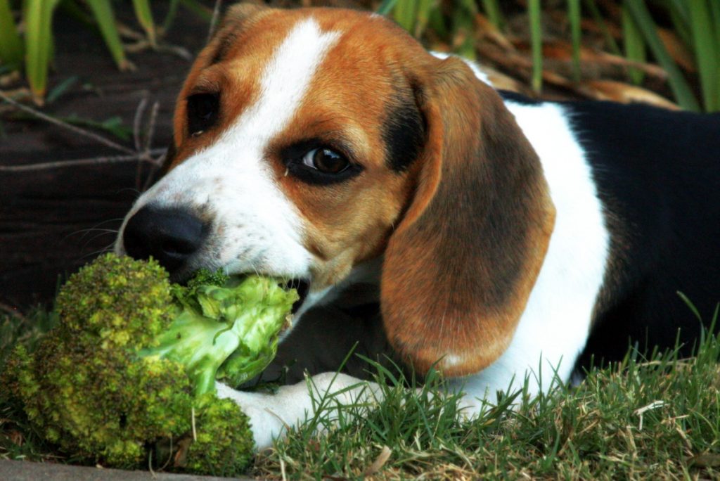 can dogs eat broccoli stems