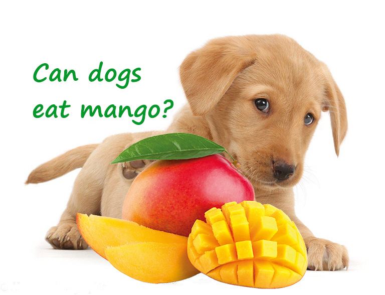 can dogs eat mango