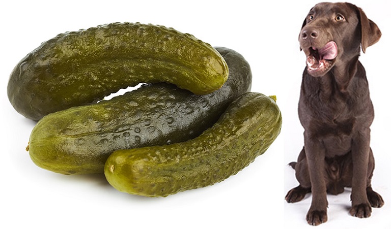 Can dogs eat pickles and canned cucumbers