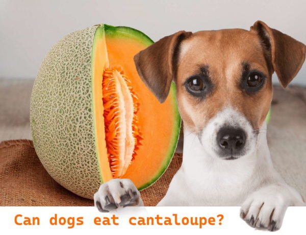 Can dogs eat cantaloupe