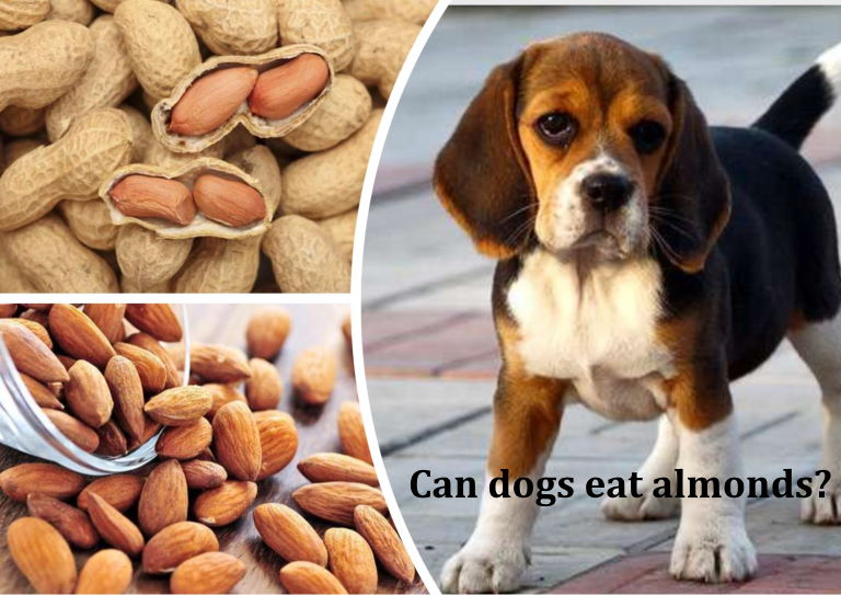 Can dogs eat almonds?