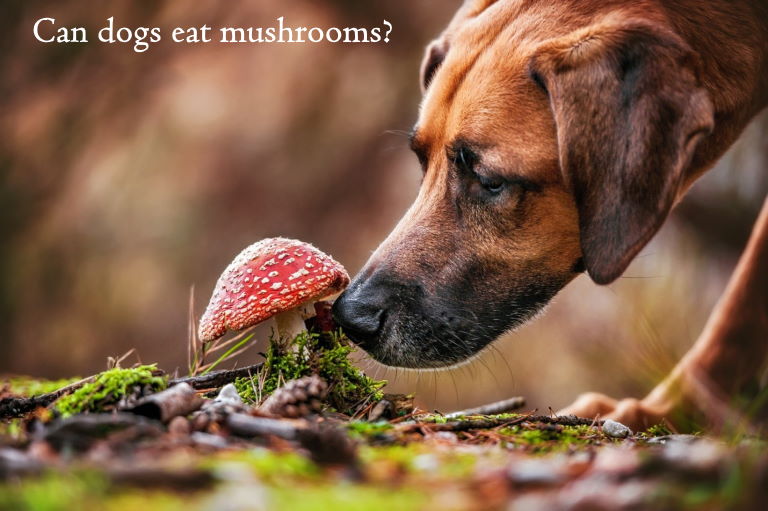 Can dogs eat mushrooms