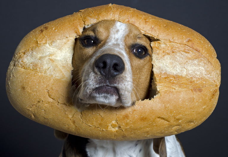 Is white bread bad for dogs