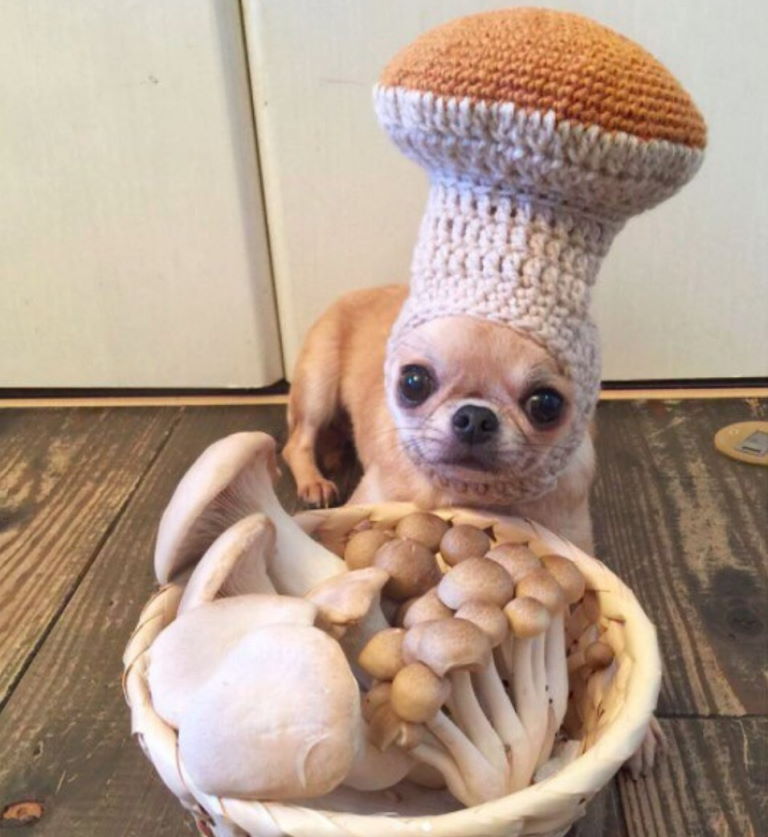 Are mushrooms good for a dog