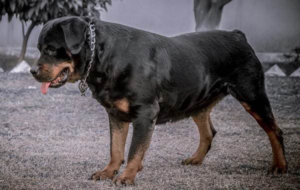 Aggressive Dog Breeds-Description-Names & Pics of the Most Aggressive Dogs-10