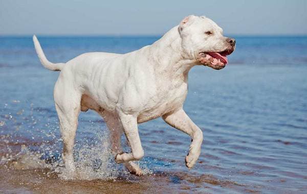 Aggressive Dog Breeds-Descriptions-and-Photo's of the Most Aggressive Dogs-30