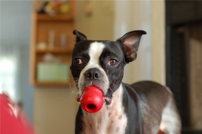 Best kong toys for large dogs review leave your alone