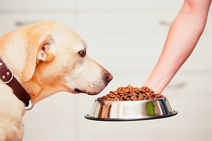 Natural balance low calorie dog food Low-Protein balance calorie food