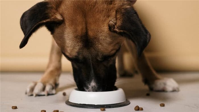 The best wet dog food in 2022