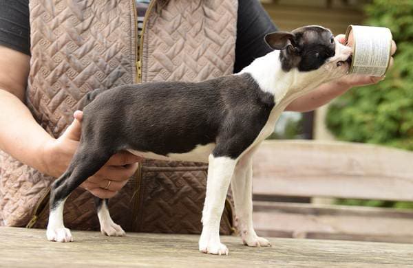 Boston Terrier-Description, traits, species, price and breed care-17
