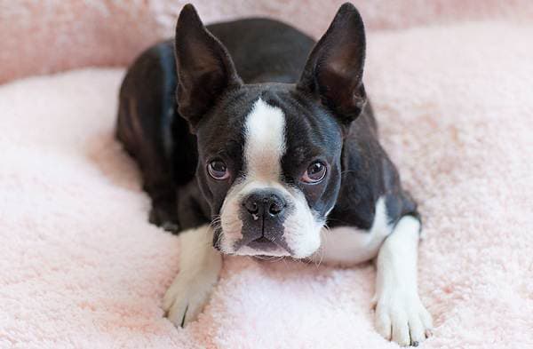 Boston Terrier-Description-Features-Species-Price-and-Grooming-Breed-6