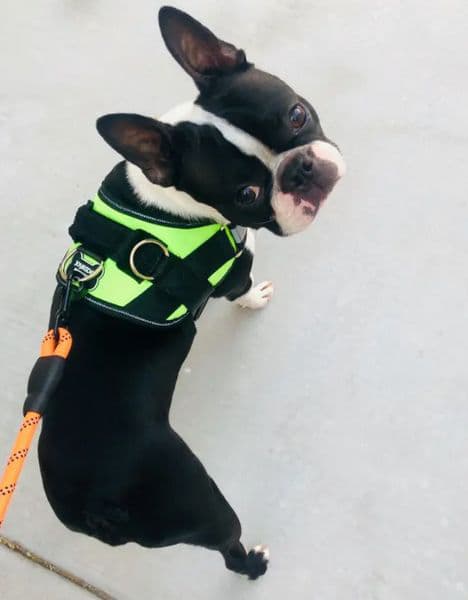 The best dog collar for a Boston Terrier be able to