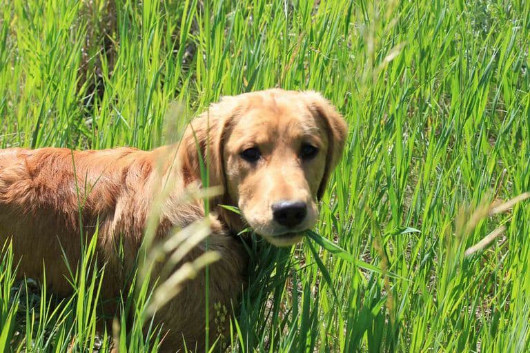 Why does a dog eat grass and weeds?