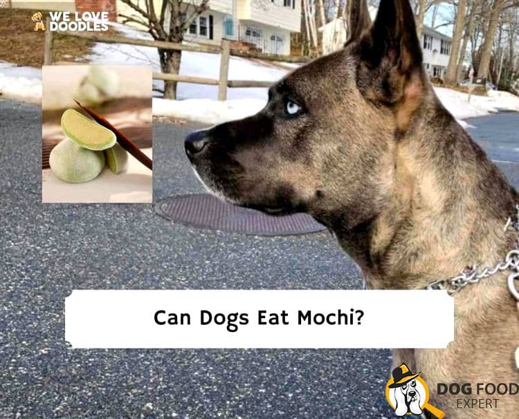 Can dogs eat Mochi ice cream?