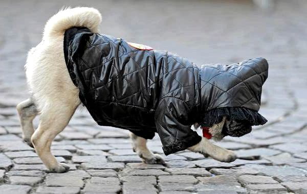 Features-types-pros-and-cons-of-clothes-for-dogs-3