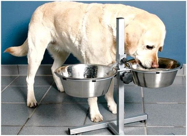 What is the best bowl height for a dog to feed? 