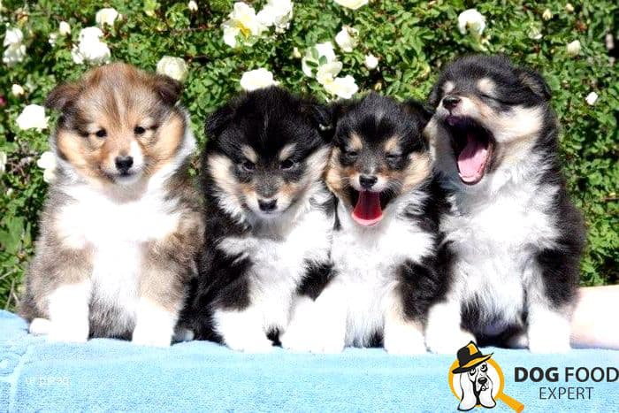 Lovely shelty puppies
