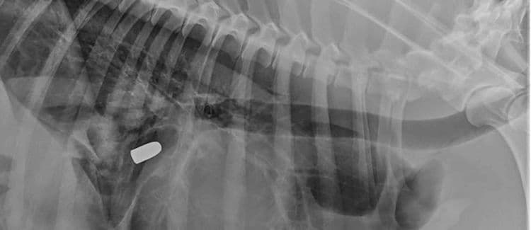 Digital radiography for dogs