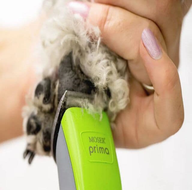 TOP 26 dog clippers - the best and safest