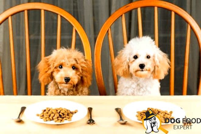 The Best Dry Dog Foods