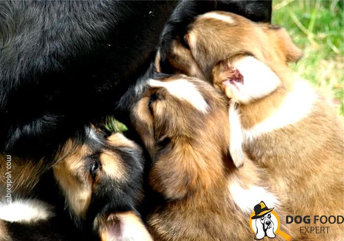 Up to 2 months, puppies feed mainly on breast milk. 