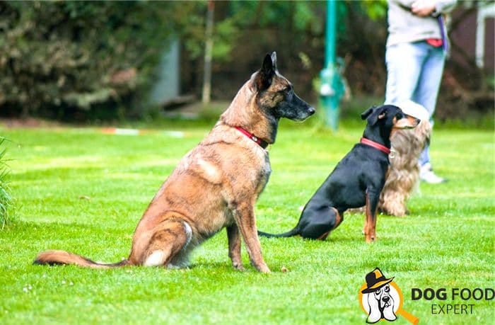 how to teach a dog commands in ZKS courses