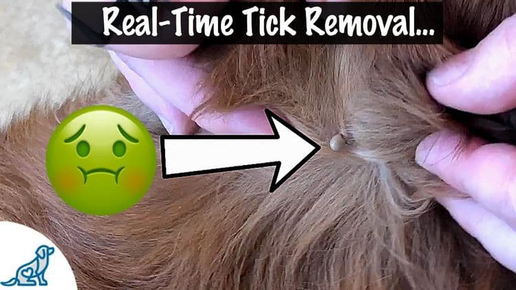 How to get a tick out of a dog
