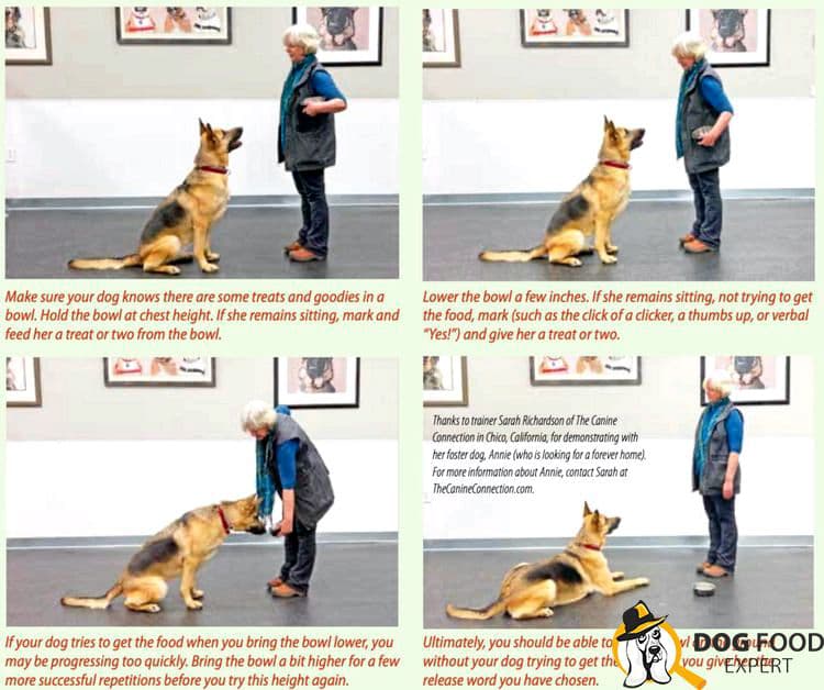 How to train a dog - useful tips and important rules