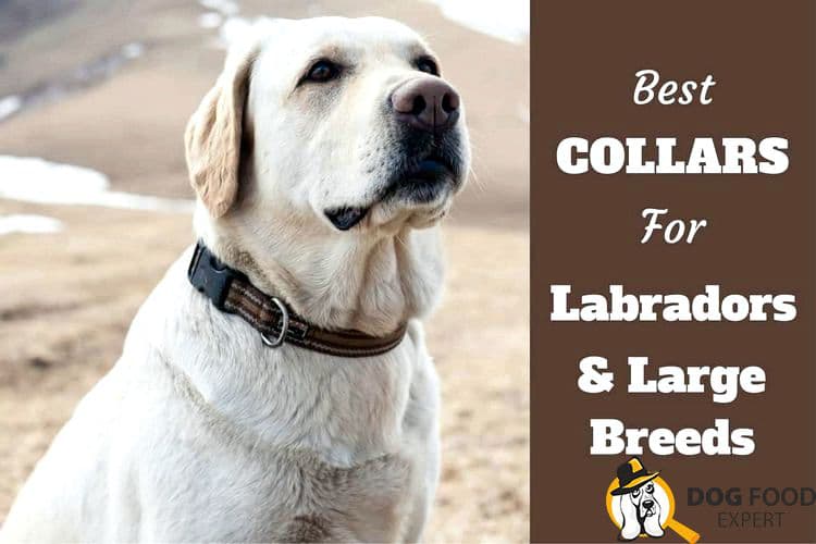 types of collars for large dogs