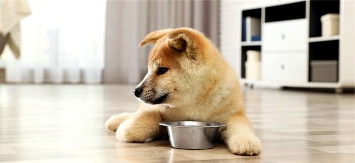 Why do a puppy need special food