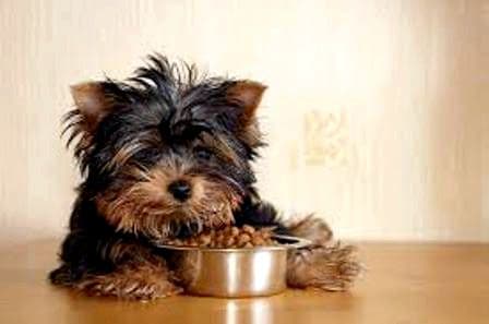 pedigree food for puppies of large breeds reviews