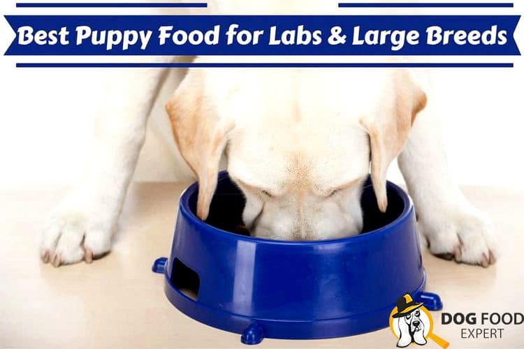 Worst puppy food for large breeds review note the reviews