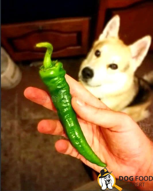 The smell of pepper is hated by dogs