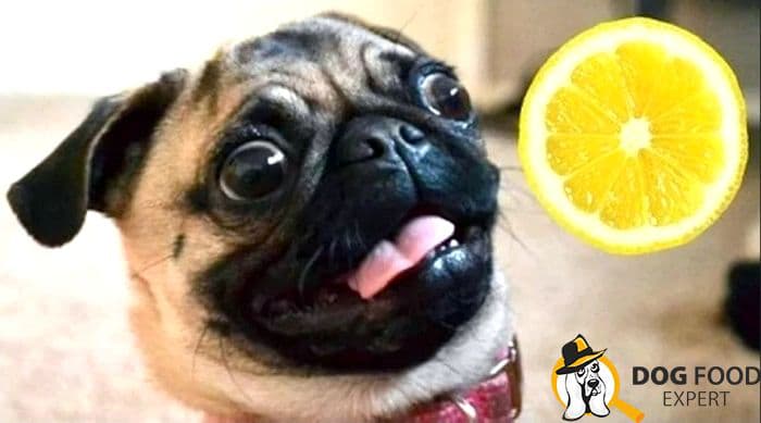 what smells do not like dogs - citrus fruits