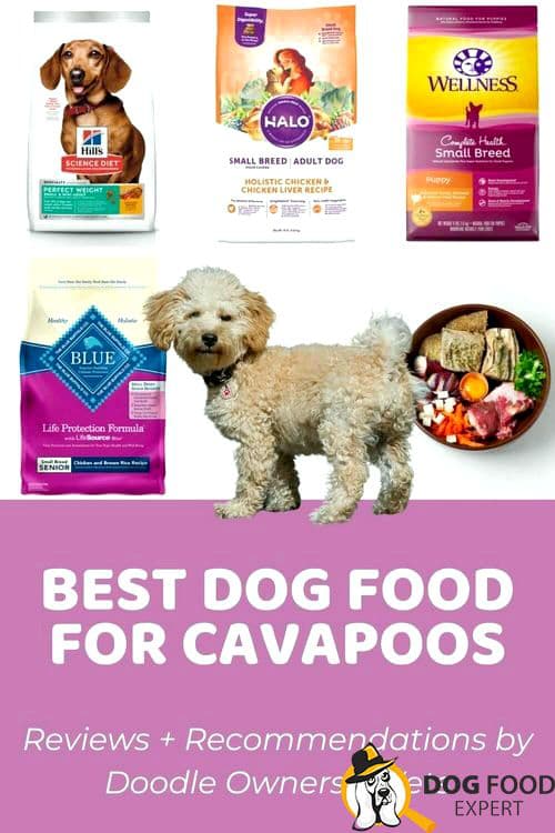 Best dog food for Cavapoo puppy review