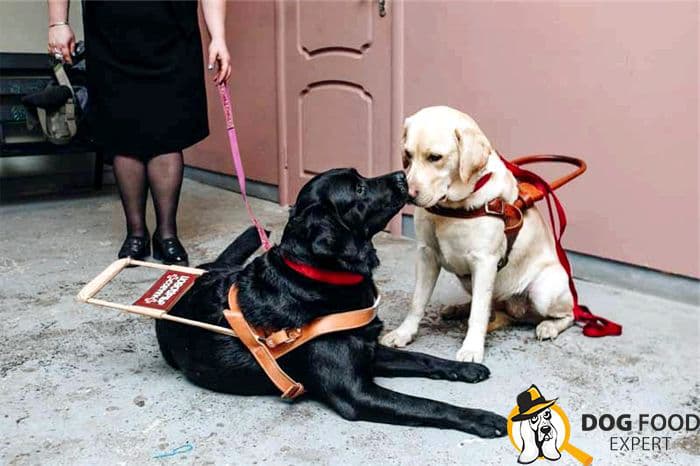 Guide dogs