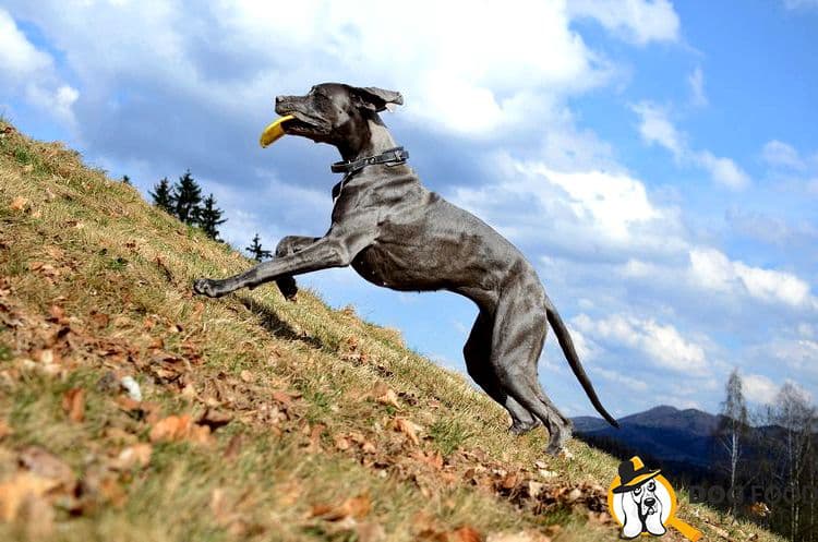 Best dog toys for great danes