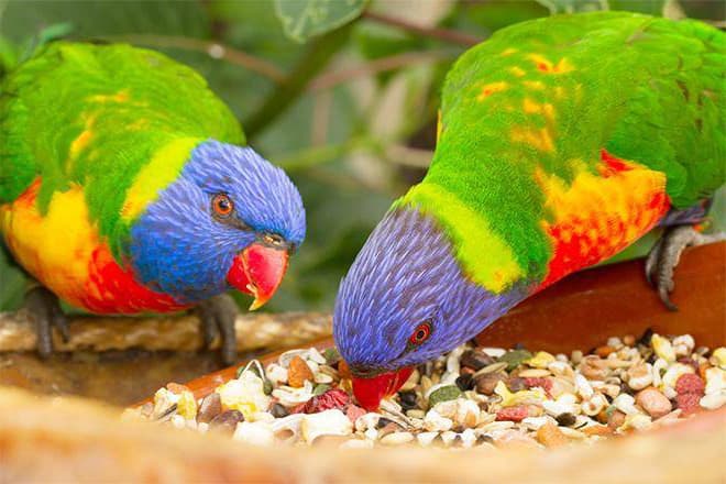The best food for parrots