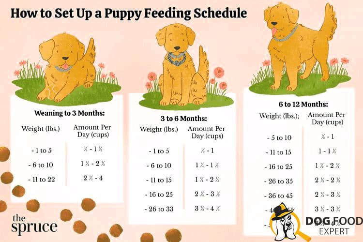 How much feed does the dog need a day: table, weight, age understand that