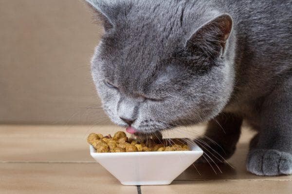 cat eats dry food