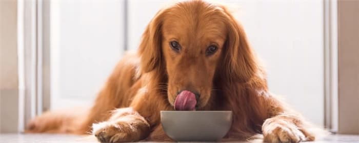 Proper nutrition of dogs