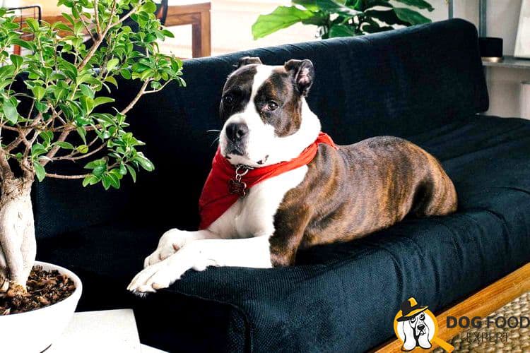 Pit bull training and education at home: how to train a dog